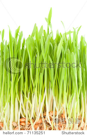 green shoots of young plants and roots - 图片素材 - 站酷海洛plus