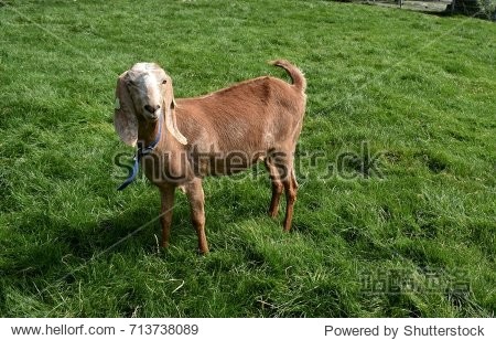 Anglo Nubian Goat