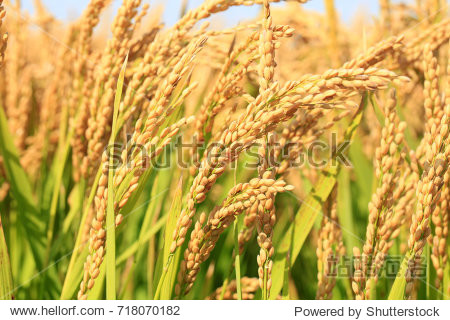 rice paddies, rice growing - 图片素材 - 站酷海洛plus正版图片