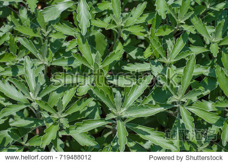 green leave background - 图片素材 - 站酷海洛plus正版图片, 视频