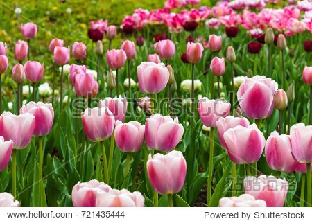 botanical garden, the beautiful flowers in bloom and delight in