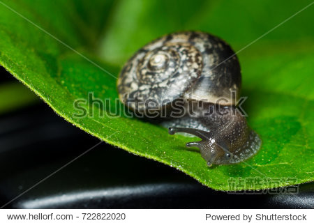 The snails creep cautiously.