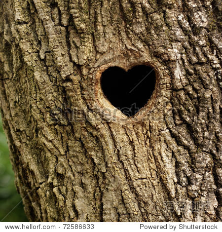 bird nest in hollow tree trunk - 站酷海洛正版图片, 视频, 音乐
