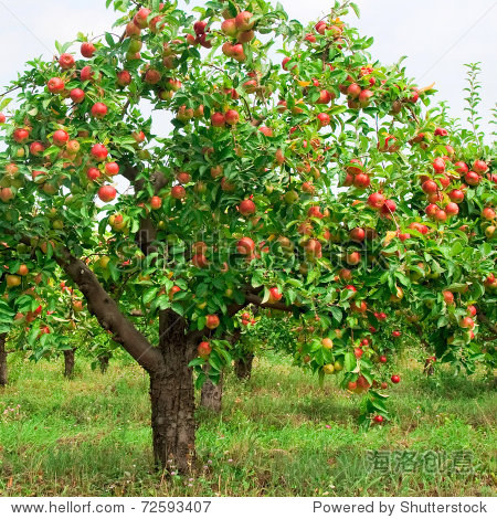 red apples on apple tree branch