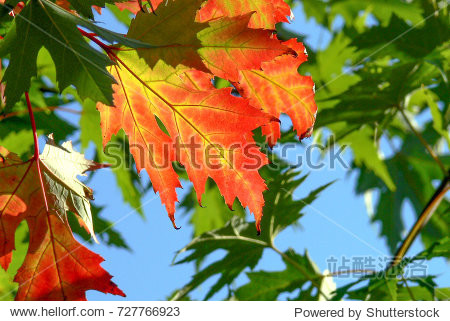 autumn maple leaves - 图片素材 - 站酷海洛plus正版图片, 视频