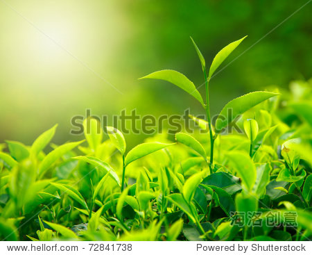 greenteabudandfreshleavesteaplantationsnatureofkeralaindia