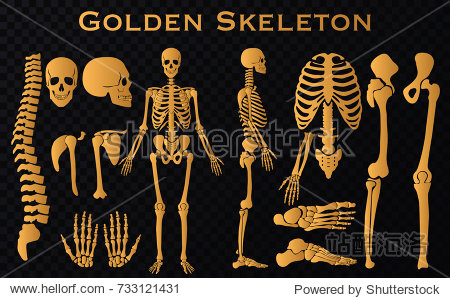 golden luxury human bones skeleton silhouette collection set.