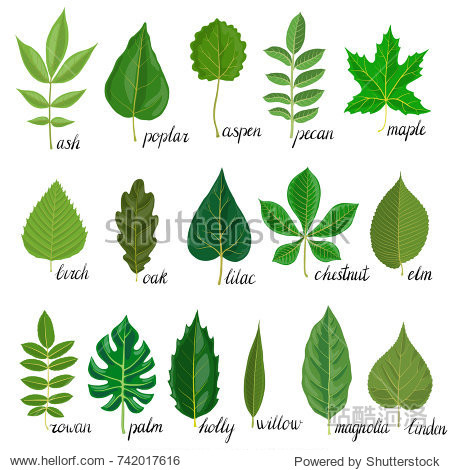vector green leaves of different trees isolated at