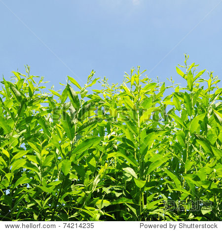 low angle view of lush green plants reaching up to a vivid blue