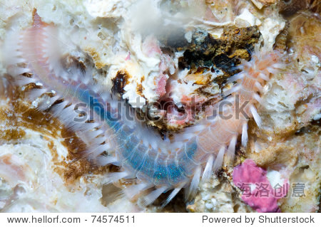 a species of marinie bristle worm resting on a rock - 图片素材