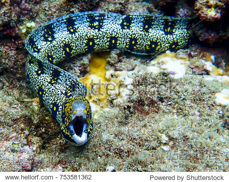 snowflake eel with yellow nostrils facing camera