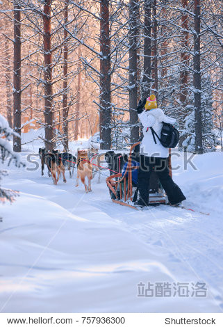 Woman riding husky dogs sledge in Rovaniemi  Lapland in winter Finnish forest