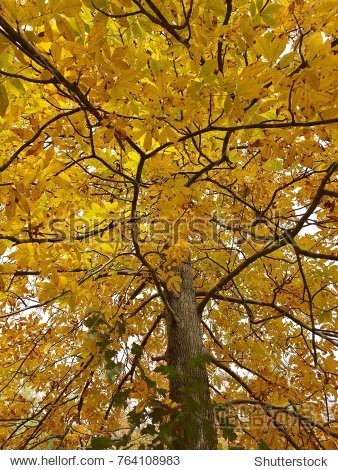 hickory tree in the fall