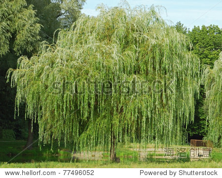 weeping willow tree in the public park