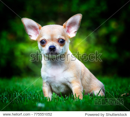 chihuahua dog puppy in the summer garden