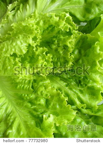 fresh green lettuce - 图片素材 - 站酷海洛plus正版图片, 视频
