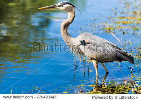 grey heron (ardea cinerea) everglades national park florida