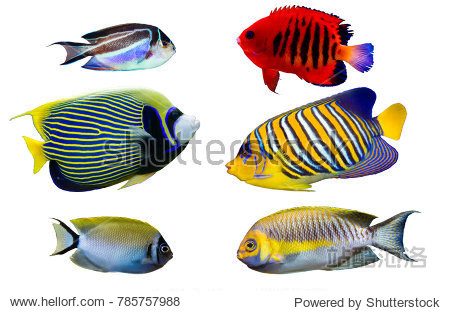 emperor, flame, bellus, regal and japanese swallowtail angel