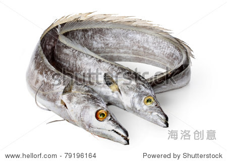 hairtail on white background-站酷海洛正版图片, 视频, 音乐素材交
