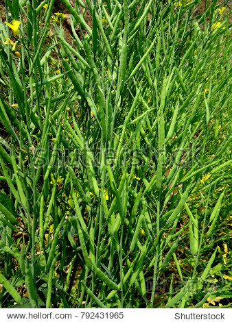 green high yielding mustard pods growing at a rural indian
