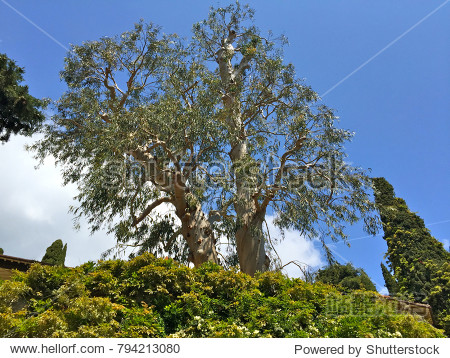 a eucalyptus tree among other trees and plants with blue sky