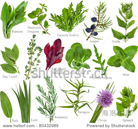 collection set of fresh herb with names isolated on a white back