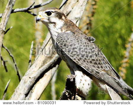 perched the prairie falcon - 图片素材 - 站酷海洛plus正版图片