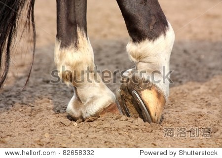 close up of black horse with white spots hoofs with horseshoe