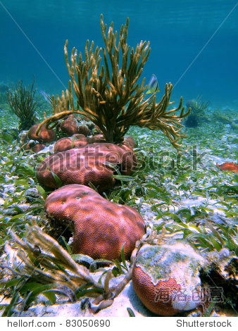 seafloor with massive starlet corals and black sea rod gorgonian