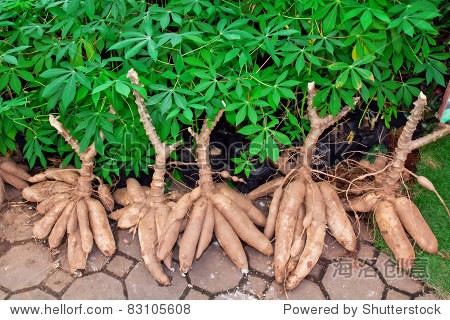 tapioca plants cassava.