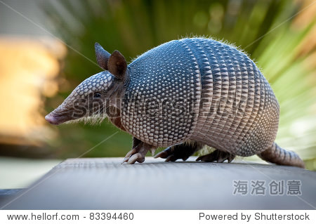 armadilloneareverglades