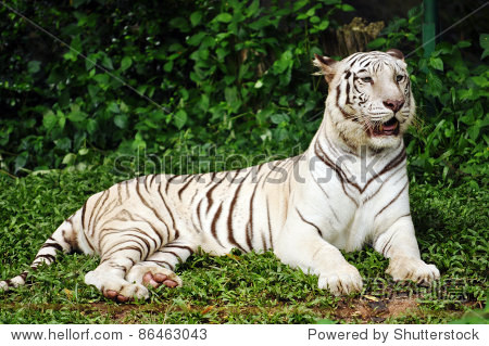 the only known white tigers have been from the bengal tiger