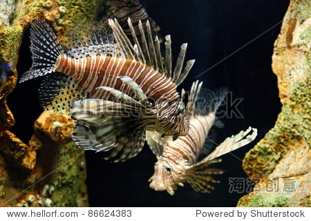 the are dangerous to divers and fishermen with their venomous