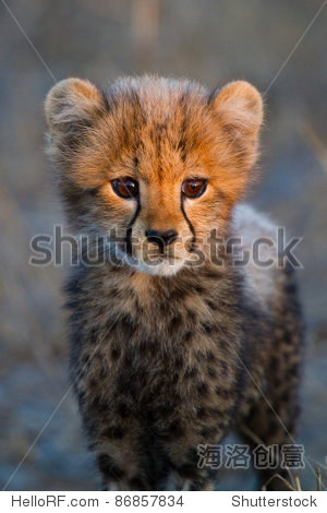a portrait of a very young cheetah cub in golden light - 站酷