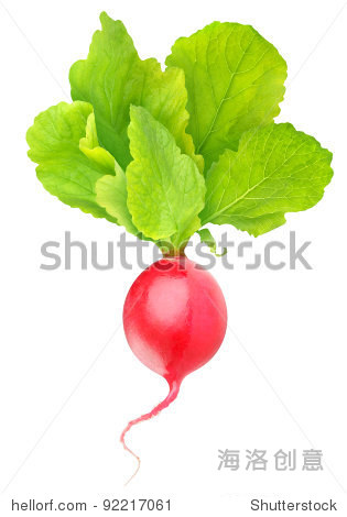 one fresh red radish with leaves isolated on white background