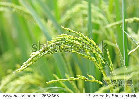 close up of green paddy rice plant - 图片素材 - 站酷海洛plus正版