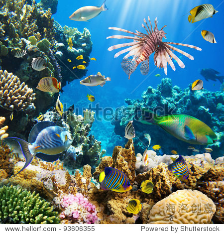 photo of a tropical fish on a coral reef