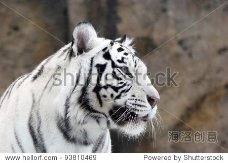white tiger - 图片素材 - 站酷海洛plus正版图片, 视频, 音乐素材