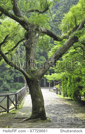 green fresh camphor tree in japanese park by summer