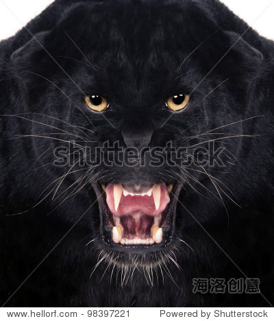 direct frontal shot of a black leopard snarling with isolated