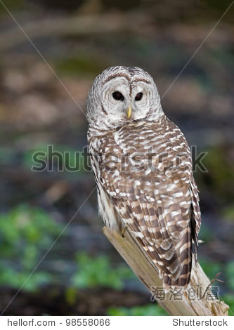 barred owl