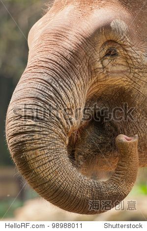 The curly long trunk of an elephant.
