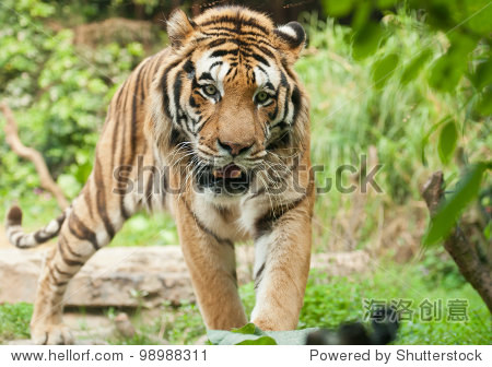 a bengal tiger is coming.