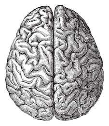 human brain / vintage illustration from meyers konversations-lexikon 1897