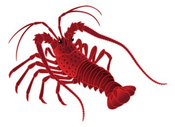 japanese spiny lobster isolated on the white background.