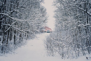 a house in a snowy forest