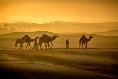 morning walk by camels