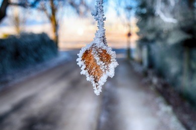 frozen tree leaf
