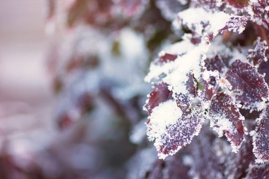 plant winter nature background. cold frost leaf. snow season outdoor. beautiful ice frosty branch in forest. macro white leaves. christmas weather. frozen tree closeup.