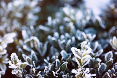 plant winter nature background. cold frost leaf. snow season outdoor. beautiful ice frosty branch in forest. macro white leaves. christmas weather. frozen tree closeup.